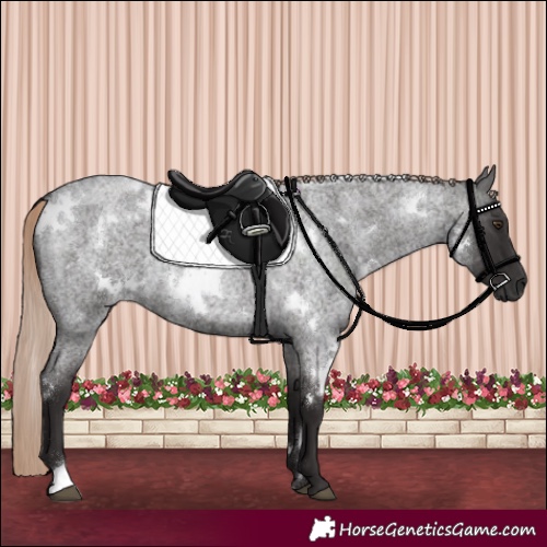 Horse Color:White Spotted Liver Red Roan 