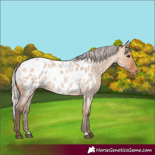 Horse Color:Silver Bay Roan Dun Appaloosa