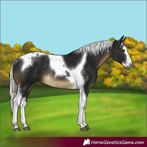 Horse Color:Gray Silver Buckskin Splash Tobiano Rabicano 
