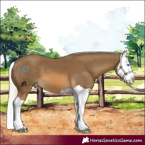 Horse Color:Chocolate Palomino Splash 