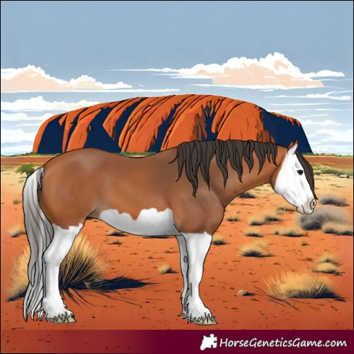 Horse Color:Bay Splash 