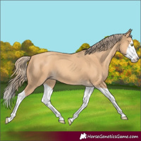 Horse Color:Gold Champagne Splash 