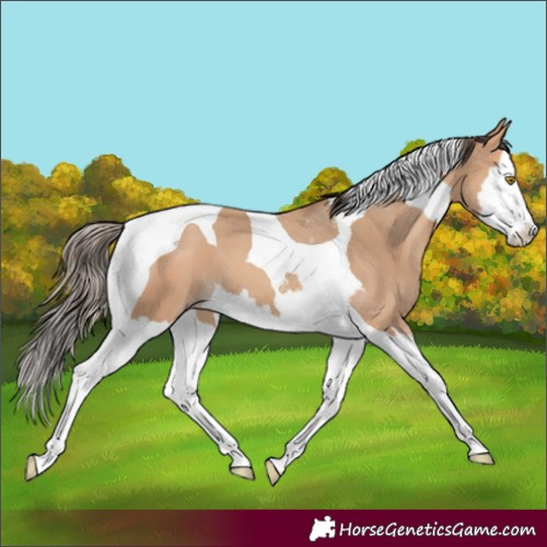 Horse Color:Amber Champagne Splash Tobiano 