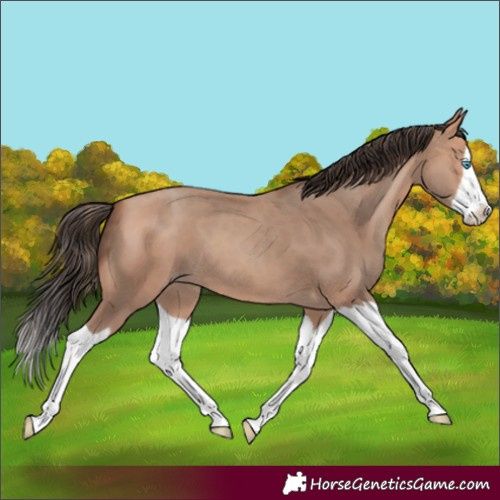 Horse Color:Amber Champagne Splash 