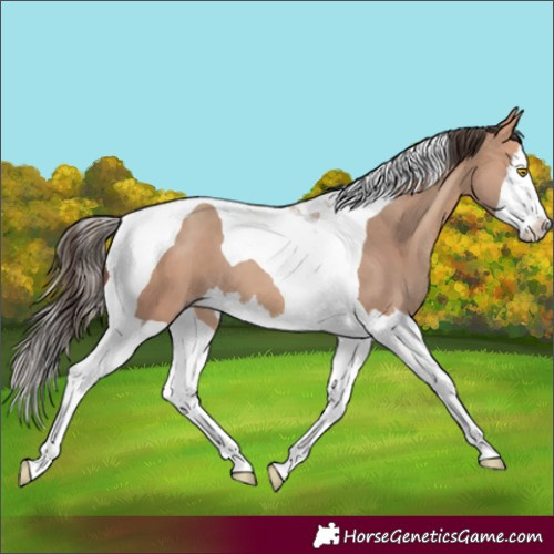 Horse Color:Amber Champagne Splash Tobiano