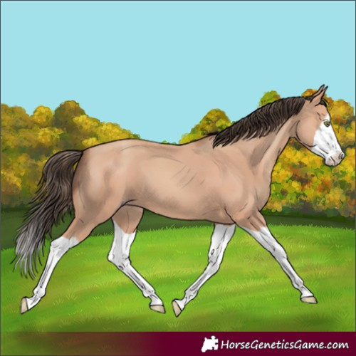 Horse Color:Amber Champagne Splash 