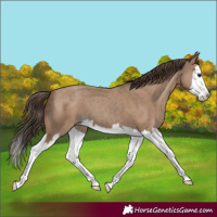 Horse Color:Classic Champagne Splash