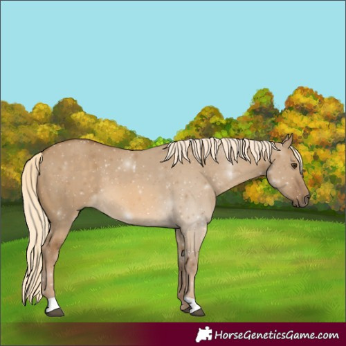 Horse Color:Chocolate Palomino Dun 