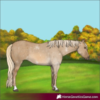 Horse Color:Chocolate Palomino Dun