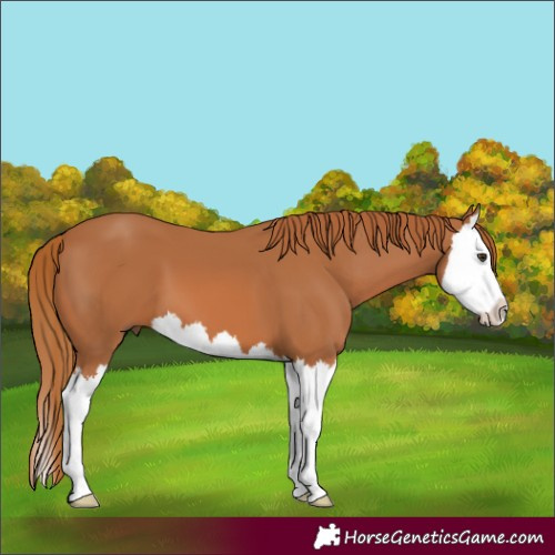 Horse Color:Chestnut Splash 