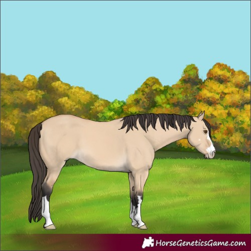 Horse Color:Buckskin Dun 