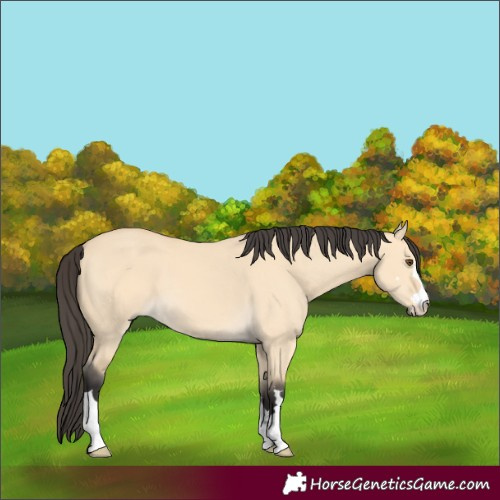 Horse Color:Buckskin Dun 