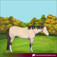 Horse Color:Buckskin Dun
