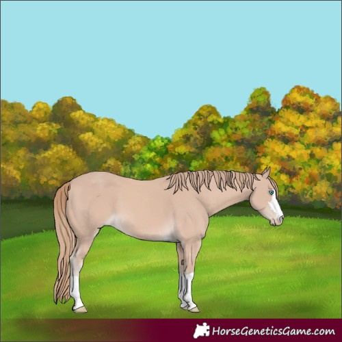 Horse Color:Perlino 