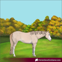 Horse Color:Perlino