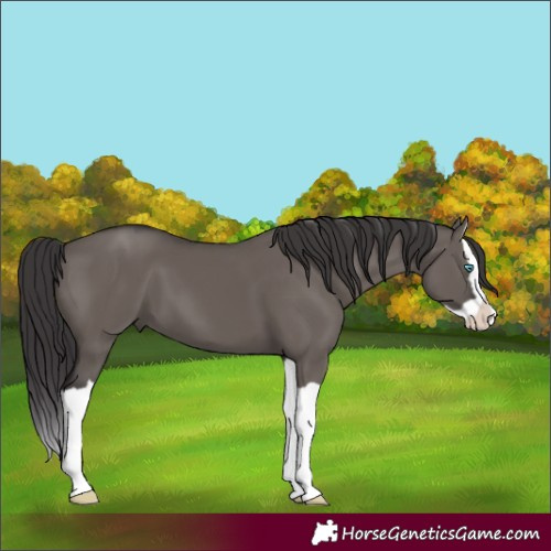Horse Color:Smoky Grullo Splash 