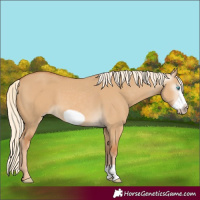 Horse Color:Gray Cremello Dun Frame 