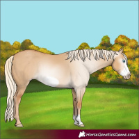 Horse Color:Gray Cremello Dun Frame 
