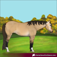 Horse Color:Gray Buckskin Dun 