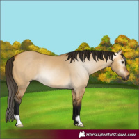 Horse Color:Gray Buckskin Dun