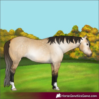 Horse Color:Gray Buckskin Dun