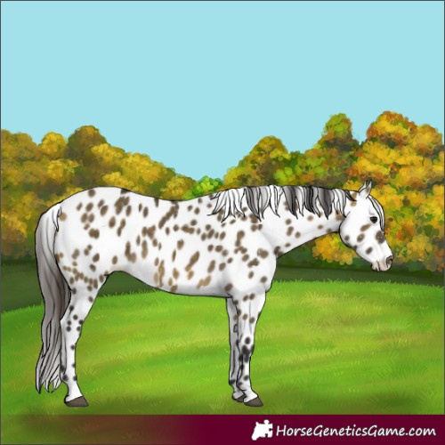 Horse Color:Buckskin Dun Appaloosa 