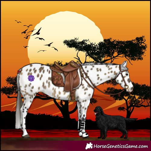 Horse Color:Buckskin Dun Leopard 