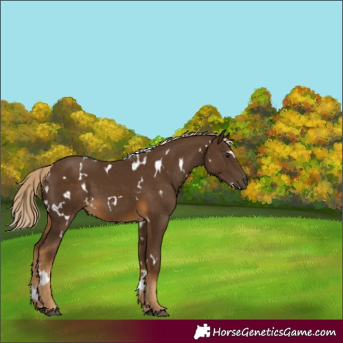 Horse Color:White Spotted Chocolate Palomino