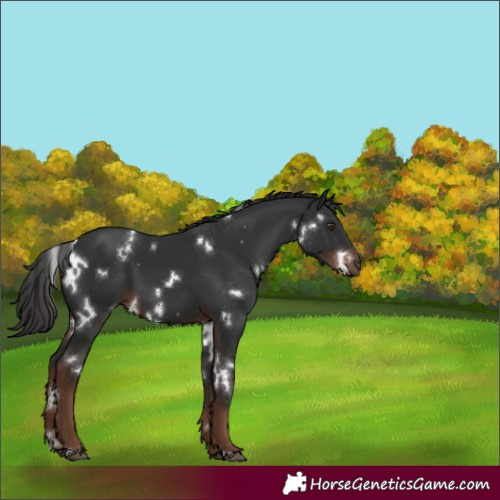 Horse Color:White Spotted Liver Chestnut