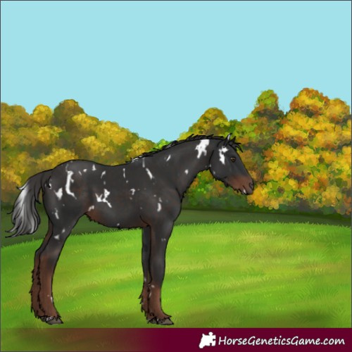 Horse Color:White Spotted Liver Chestnut 