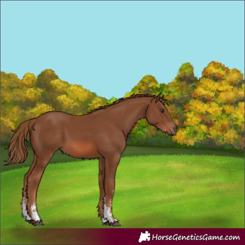Horse Color:Unknown 
