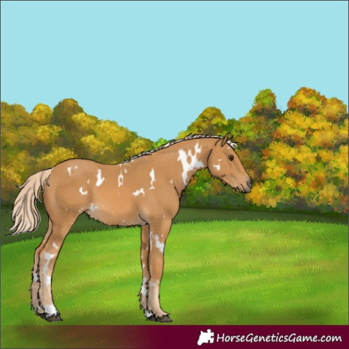 Horse Color:Unknown