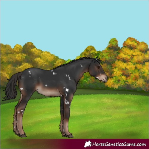 Horse Color:Unknown 