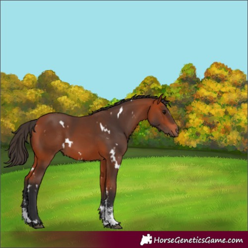 Horse Color:White Spotted Bay Sabino
