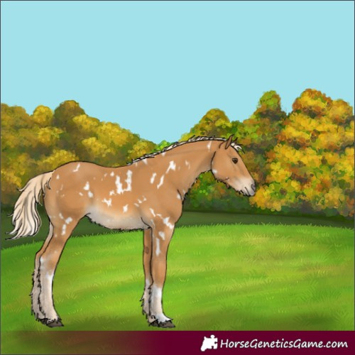 Horse Color:Unknown 