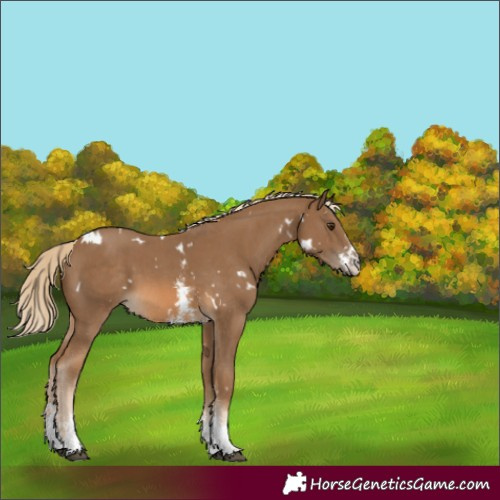 Horse Color:White Spotted Chocolate Palomino Sabino 