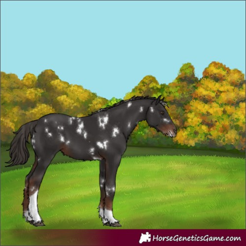 Horse Color:White Spotted Liver Chestnut Tobiano 