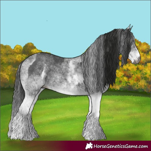 Horse Color:Gray White Spotted Black  and Gray White Spotted Black 