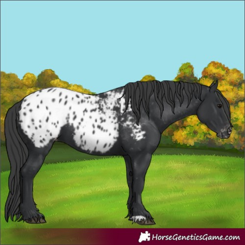 Horse Color:Black Appaloosa 