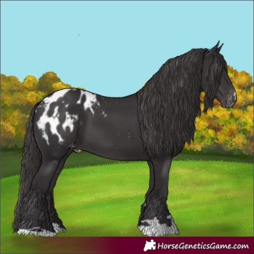 Horse Color:Smoky Black Appaloosa 
