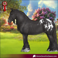Horse Color:Smoky Black Appaloosa