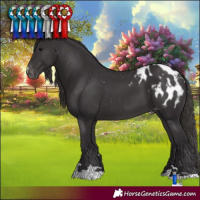 Horse Color:Smoky Black Blanket 