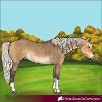Horse Color:Silver Buckskin Dun