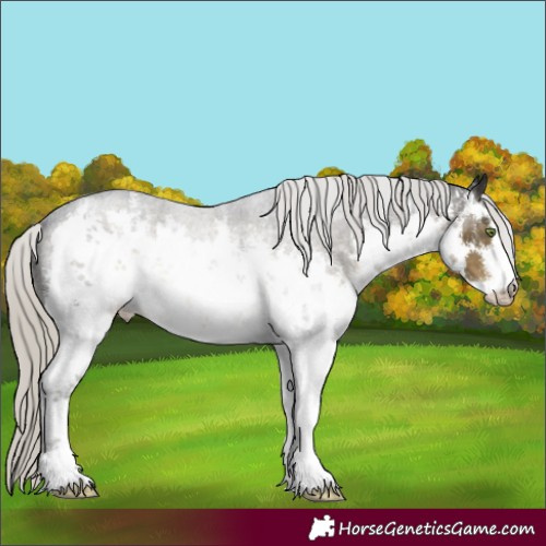 Horse Color:White Spotted Silver Smoky Black