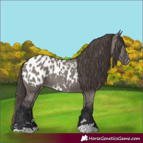 Horse Color:Grullo Appaloosa 