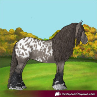 Horse Color:Grullo Appaloosa 