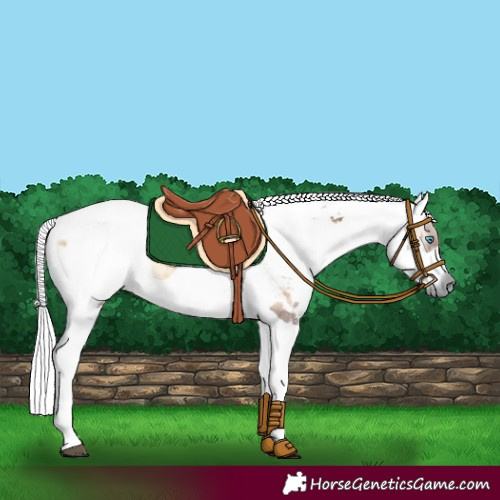 Horse Color:Brown Onyx Merle Tobiano Rabicano 