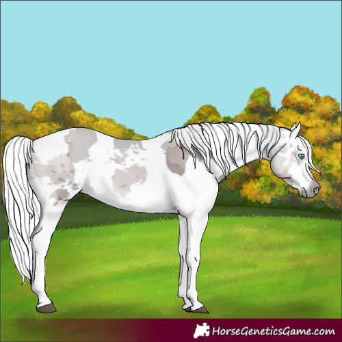 Horse Color:Platinum Silver Buckskin Merle
