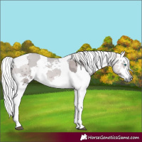 Horse Color:Platinum Silver Buckskin Merle