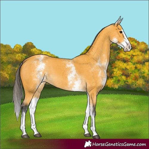 Horse Color:White Spotted Buckskin Splash 